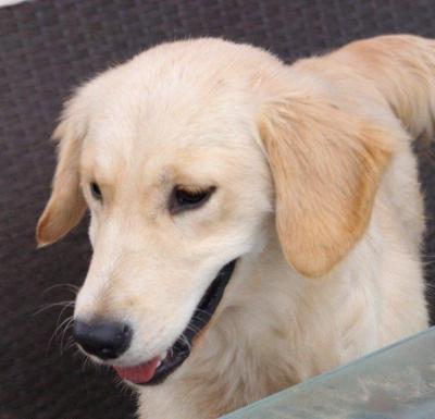 15092015_Retriever_f.jpg