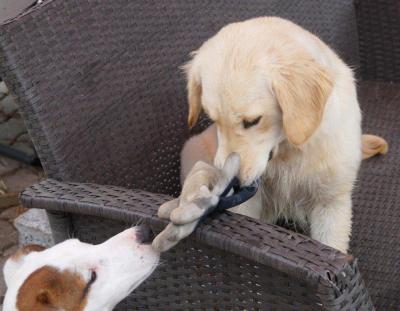 15092015_Retriever_und_Bub.jpg