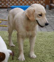 15092015_Retriever_p.jpg